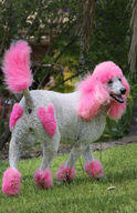 A Day In The Life Of The Pink Poodle