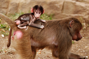 Baby Hamadryas Baboons At Sydney Zoo