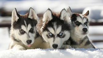 Husky Puppies Photo Shoot