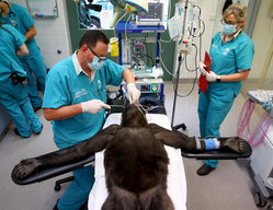 Gorilla Check-Up At Taronga Zoo