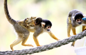 Baby Boom Amongst Squirrel Monkeys At Taronga Zoo