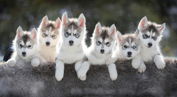 Husky Puppies Prepare For Sled Race Season