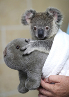 'Spirit' The Koala