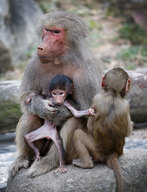 Baby Baboon At Melbourne Zoo