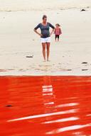 Red Algae Closes Sydney Beaches