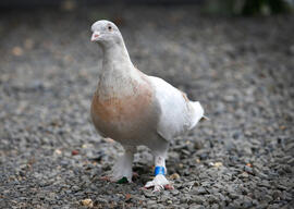 Racing Pigeon Flies To Melbourne From America