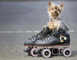 'Chloe' The Miniature Yorkshire Terrier