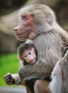15-week-old Hamadryas Baboon 'Juju' at Melbourne Zoo