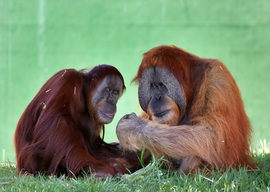'Mai' The Orangutan Gets A Pedicure At Sydney Zoo