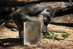 Animals Beat The Heat At Taronga Zoo