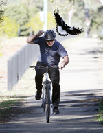 Magpies Swoop On Cyclists In Sydney