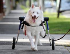 'Ume' the Paralysed Husky in Melbourne