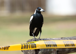 Magpie Attacks Passers-By In Holland Park