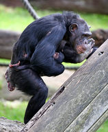 Baby Chimpanzee Born At Taronga Zoo