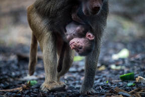 Newborn Hamadryas Baboons At Melbourne Zoo