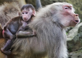 15-week-old Hamadryas Baboon 'Juju' at Melbourne Zoo