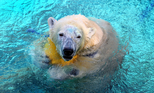 Mishka The Polar Bear Celebrates 3rd Birthday