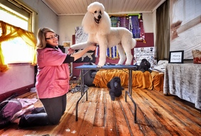 'Rio' The Poodle Gets Groomed