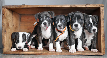 Staffordshire Puppies Wait For Rehoming