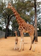 New Baby Giraffe At Taronga Zoo