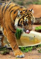 Sumatran Tigers In Their New Enclosure At Taronga Zoo