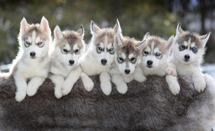 Husky Puppies Prepare For Sled Race Season