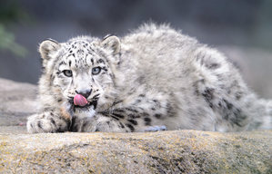 Snow Leopards At Melbourne Zoo