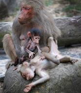 Baby Baboon At Melbourne Zoo
