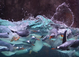 Feeding Time For The Penguins At Sea Life Melbourne Aquarium