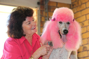 A Day In The Life Of The Pink Poodle