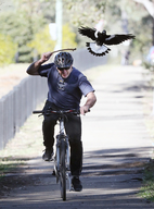 Magpies Swoop On Cyclists In Sydney