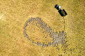 Aerial View Of Feeding Sheep At Crofton Park