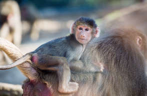 'Juju' the Baboon at Melbourne Zoo