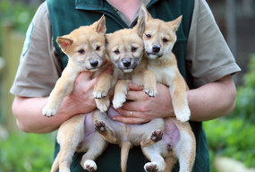 Dingo Puppies at Jirrahlinga Koala and Wildlife Sanctuary