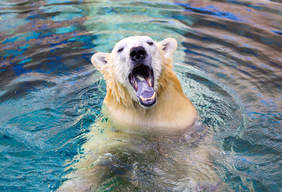 'Mishka' The Polar Bear At Seaworld
