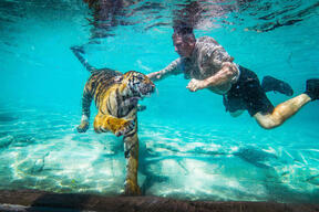 Dreamworld Handler Swims With Tigers