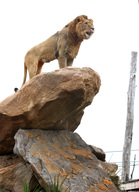 New Lion Enclosure At Sydney Zoo