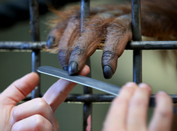 'Mai' The Orangutan Gets A Pedicure At Sydney Zoo