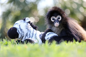 'Tito' The Spider Monkey At Hunter Valley Zoo