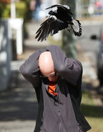 Magpie Attacks Passers-By In Holland Park