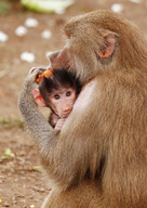 Baby Hamadryas Baboons At Sydney Zoo