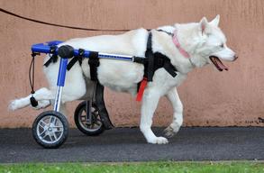 'Ume' the Paralysed Husky in Melbourne