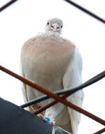 Racing Pigeon Flies To Melbourne From America