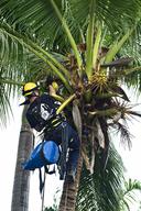 Monty The Python Rescued From Coconut Tree