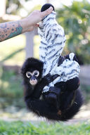 'Tito' The Spider Monkey At Hunter Valley Zoo