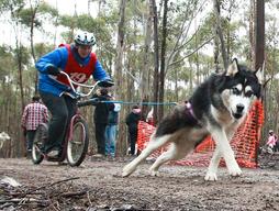 Siberian Husky Club Racing in Victoria