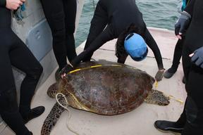 Scientists Examine Moreton Bay Turtle Population