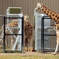 New Baby Giraffe At Taronga Zoo