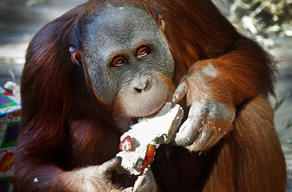 Sumatran Orangutan 'Menyaru' at Melbourne Zoo