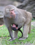 Baboon Baby 'Melako' At Melbourne Zoo
